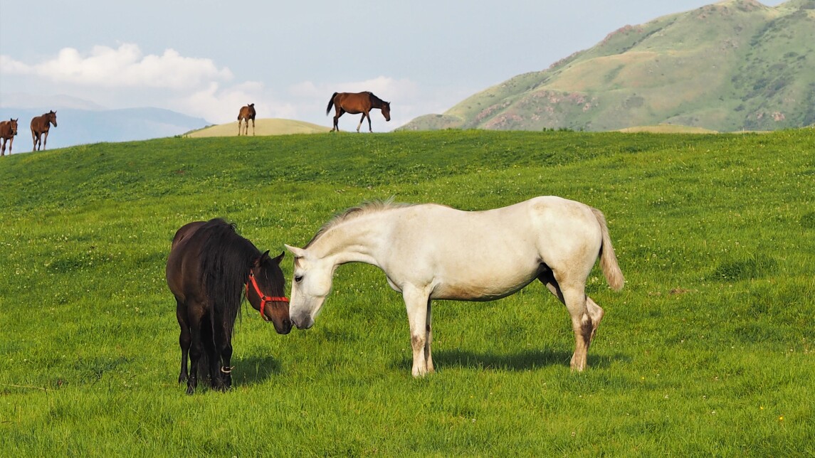 Kaksi hevosta kohtaamassa toisensa laitumella
