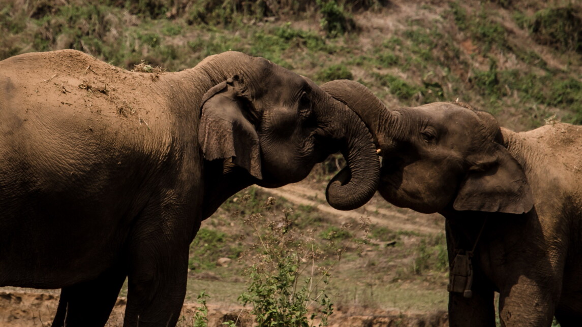 Kaksi norsua kärsät toisissaan kiinni.
