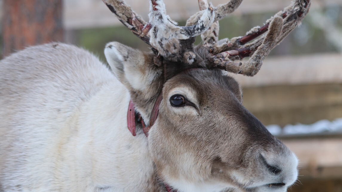 Lähikuva tutkimukseen osallistuneesta porosta
