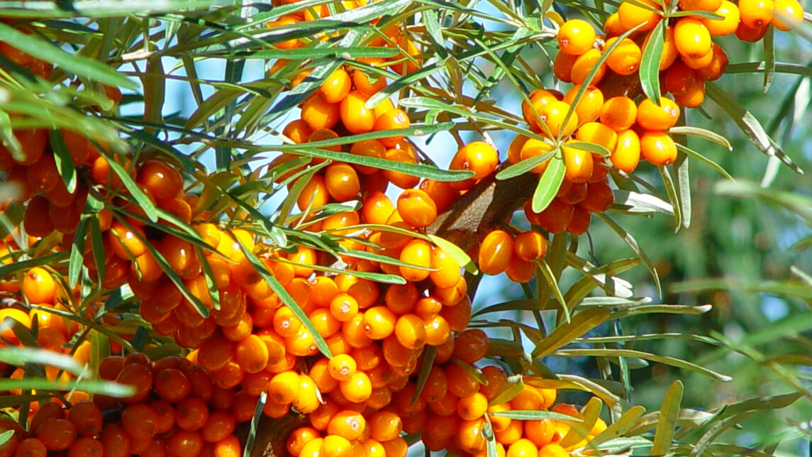 Tyrnipensas Satavan koealalla