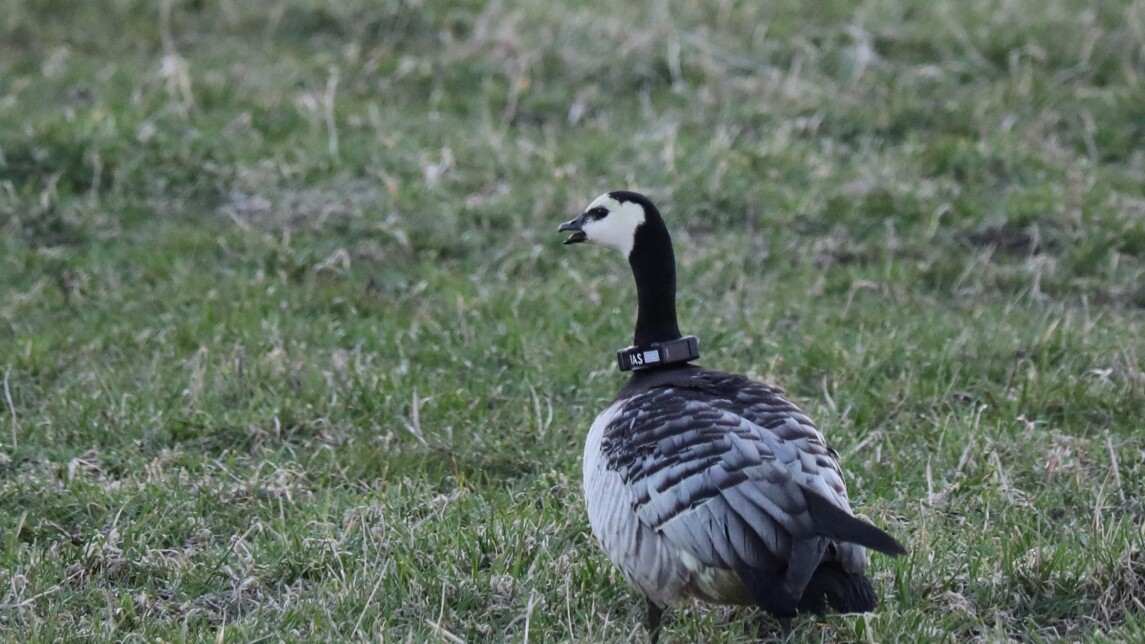 GPS-lähettimellä varustettu valkoposkihanhi.
