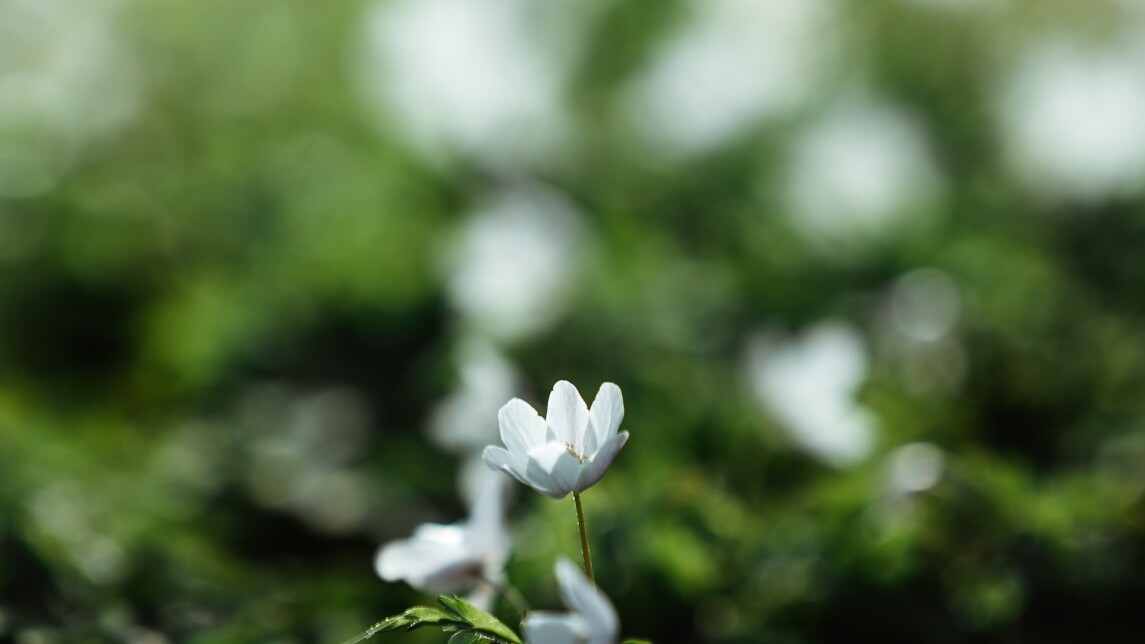 Lähikuva kevätkukkasesta metsässä