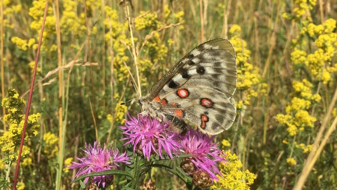 Apolloperhonen ohdakkeessa niityllä.