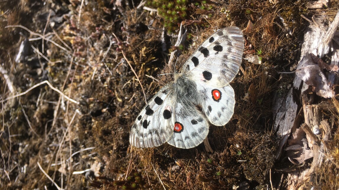 Valkosiipinen apolloperhonen maastossa.