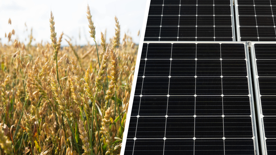 Kaksi valokuvaa yhdistävä kuvituskuva, jossa taustalla näkyy aurinkoista kesäistä viljapeltoa ja puolet kuvasta täyttää lähikuva aurinkopaneeleista
