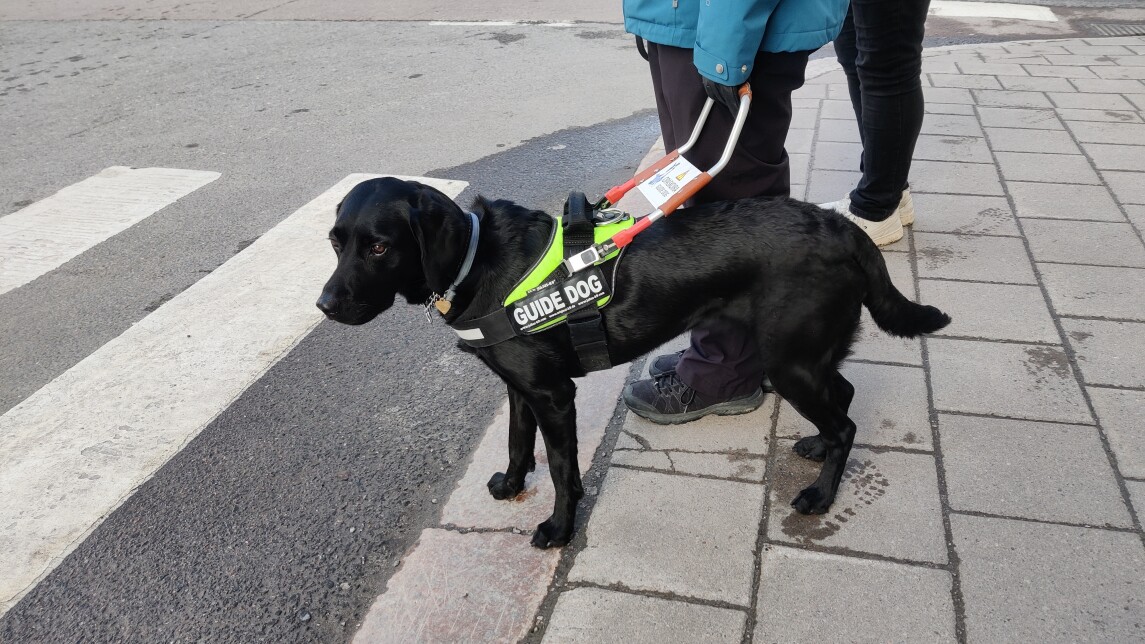 Ihmisen vierellä oleva avustajakoira odottaa suojatien vieressä.
