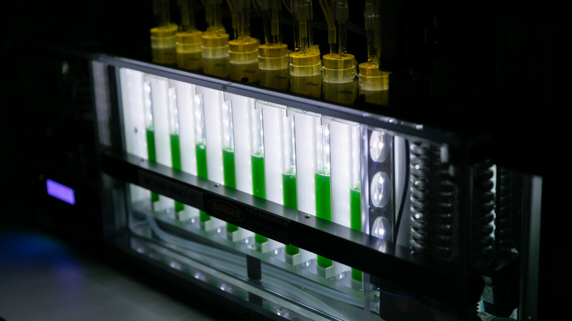 Laboratoriolaitteistoa pöydällä, laitteessa rivissä kahdeksan pystyssä olevaa putkea, joissa kasvatetaan syanobakteereita ja joiden sisältämä neste on vihreää.