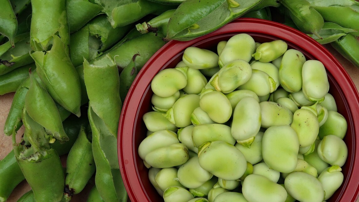 Kuorittuja härkäpapuja ja niiden palkoja.