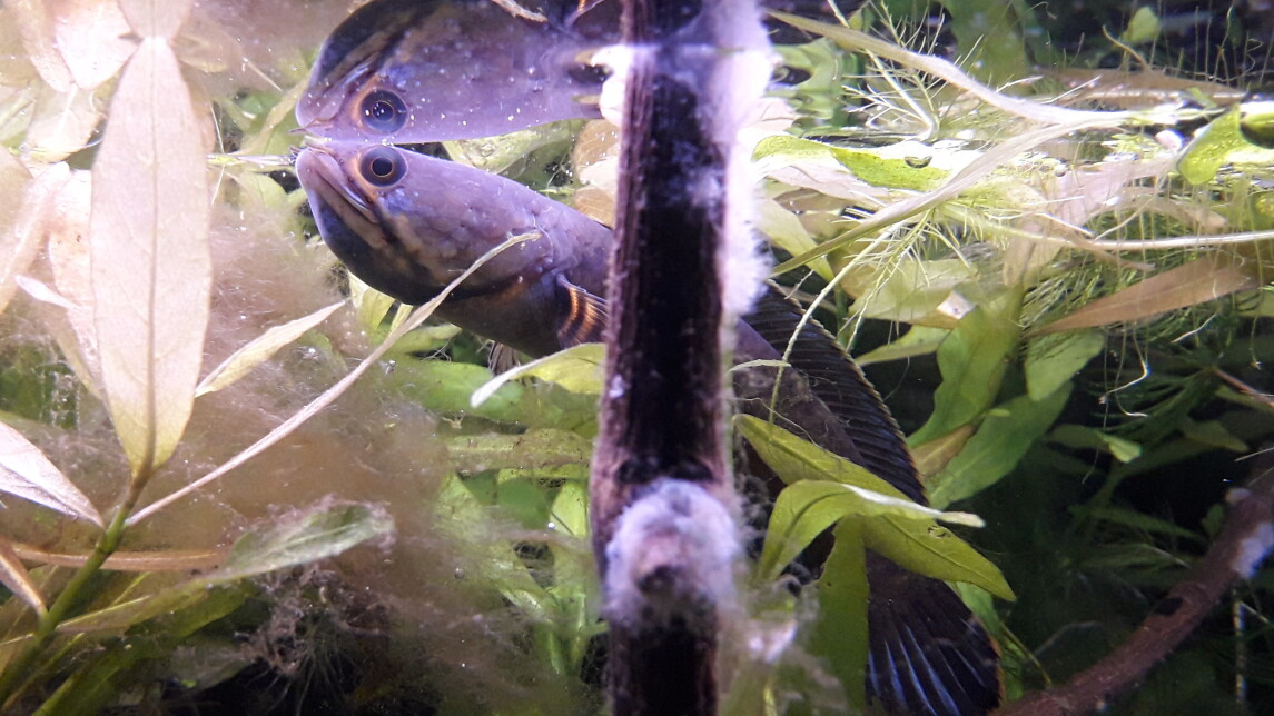 channa gachua, käärmeenpääkala