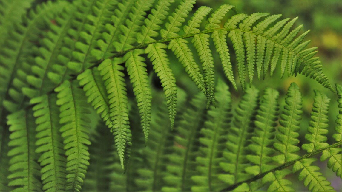 Lähikuva saniaisen lehdistä.