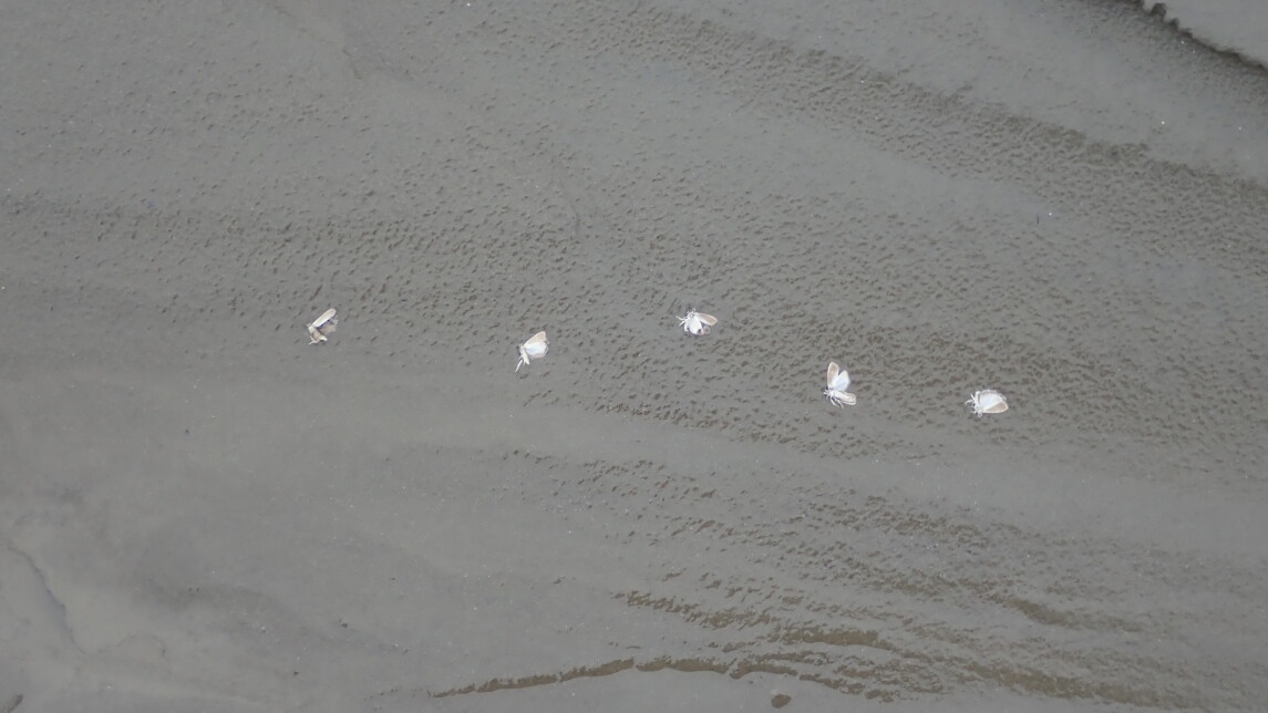 Havupunoskääriäisiä lentämässä