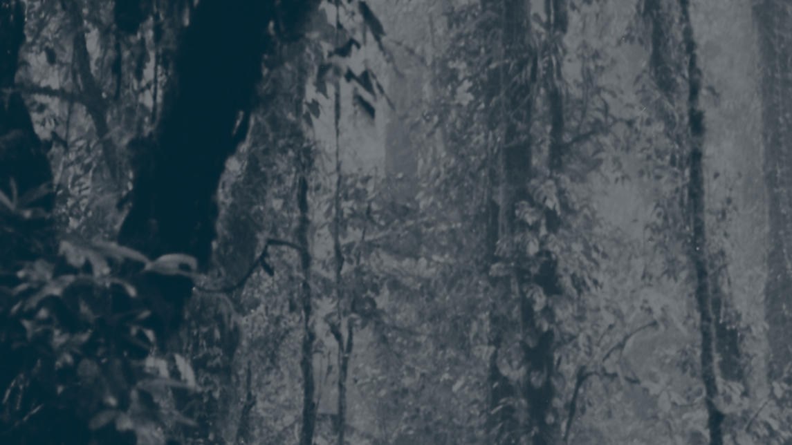 Greyscale picture from Finnish forest