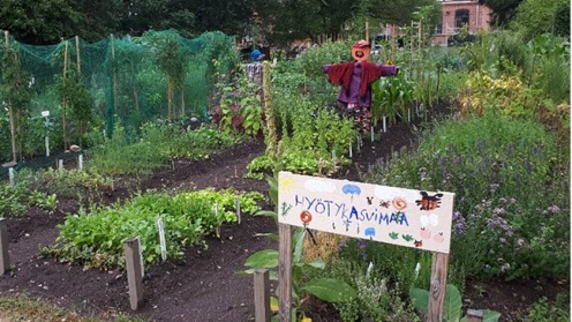 Rauman seminaarin puutarhan kasvimaa sadonkorjuuaikaan.