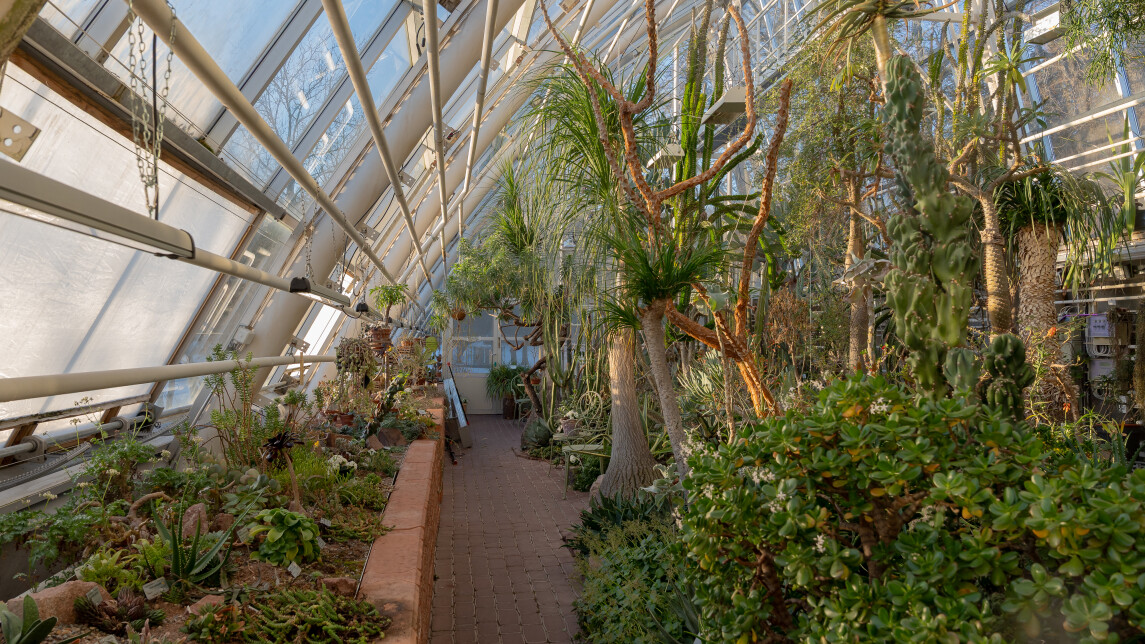 Kuvassa puutarhan ikkunat, jotka vaihdetaan remontissa sekä puutarhan kasveja.