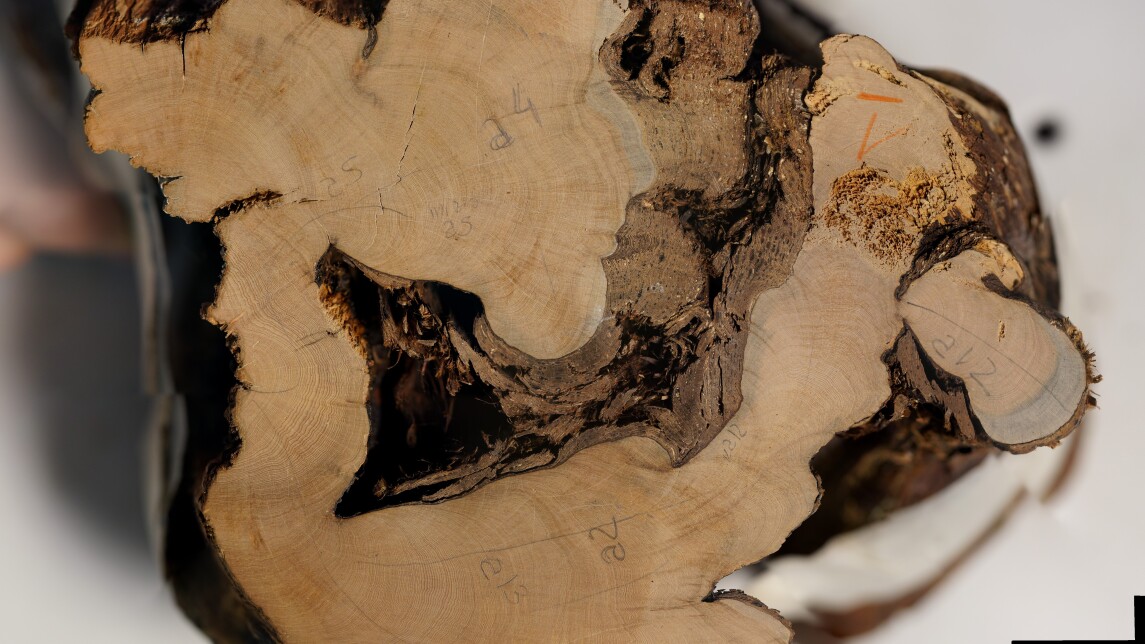 Katajan vuosirenkaat