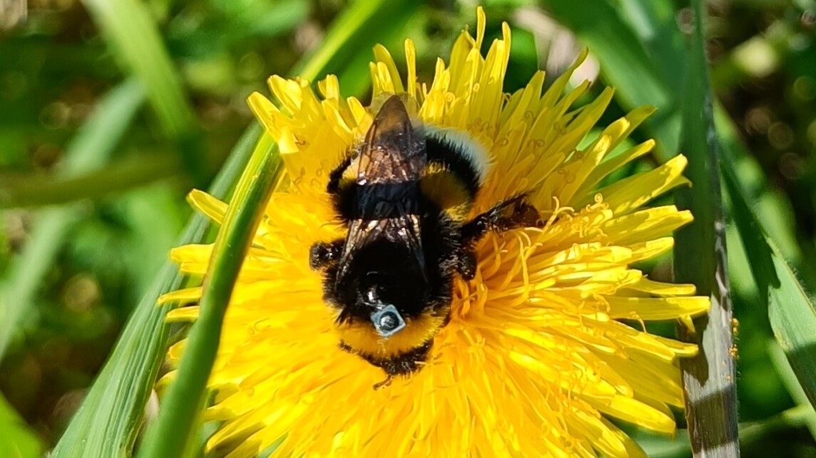 Kimalainen voikukassa, selässään pieni tunniste.