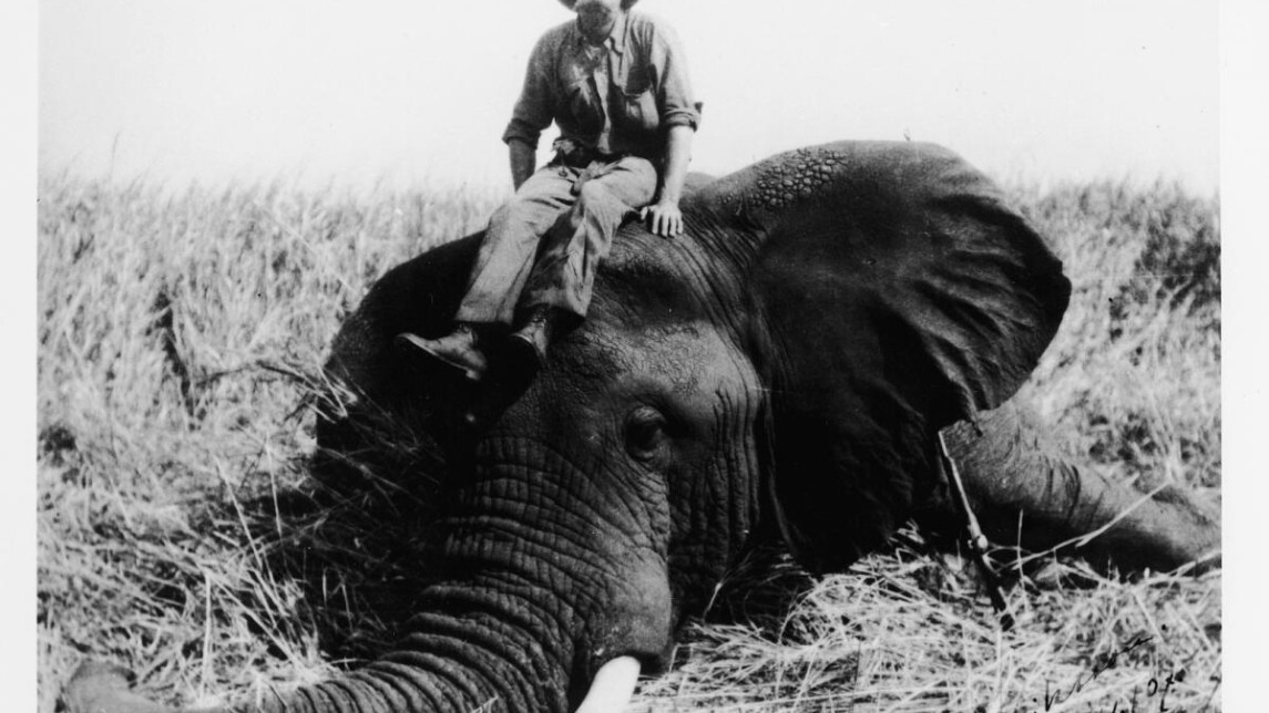 Valkoinen suurriistanmetsästäjä vuonna 1900 istumassa ampumansa norsun päällä Kongossa