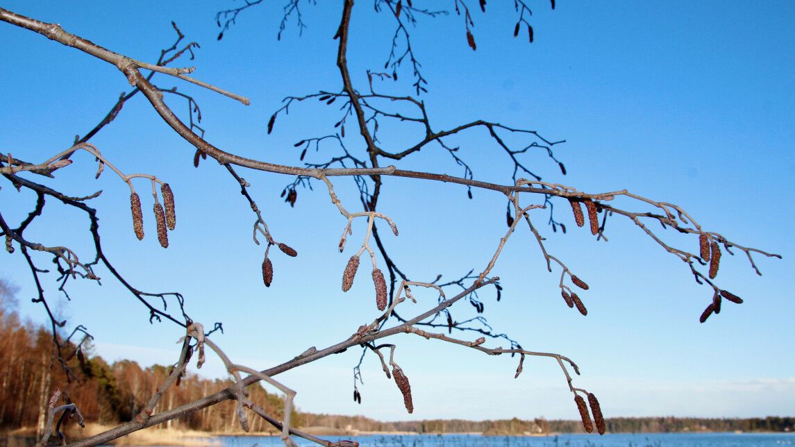 Lepän oksia ja norkkoja aurinkoisena kevätpäivänä, taustalla näkyy kirkkaansininen taivas, sekä alareunassa näkyy meren rantaa, kaislikoita ja rannoilla metsää. puissa ei ole vielä lehtiä.