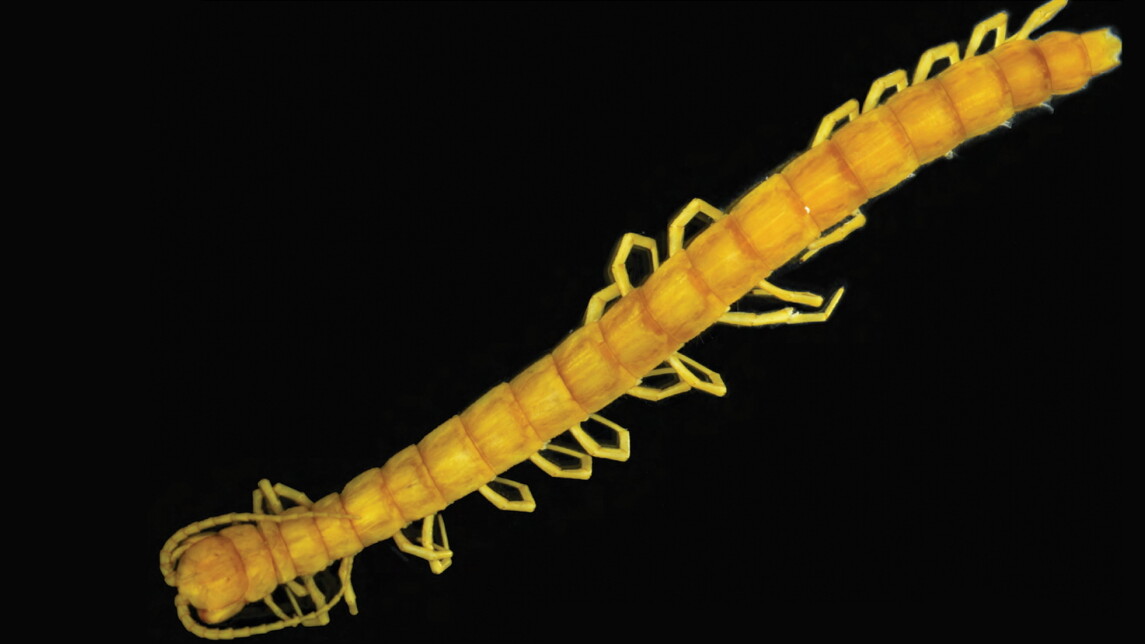 Kuva uudesta lajilöydöstä