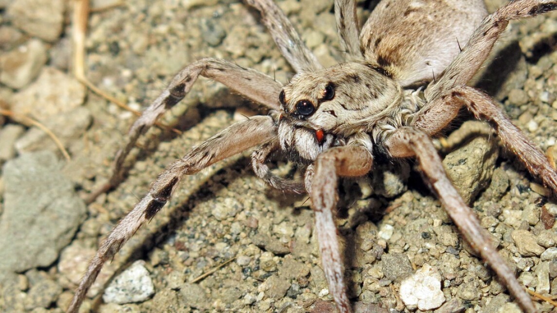 Lycosa macrophthalma -hämähäkki