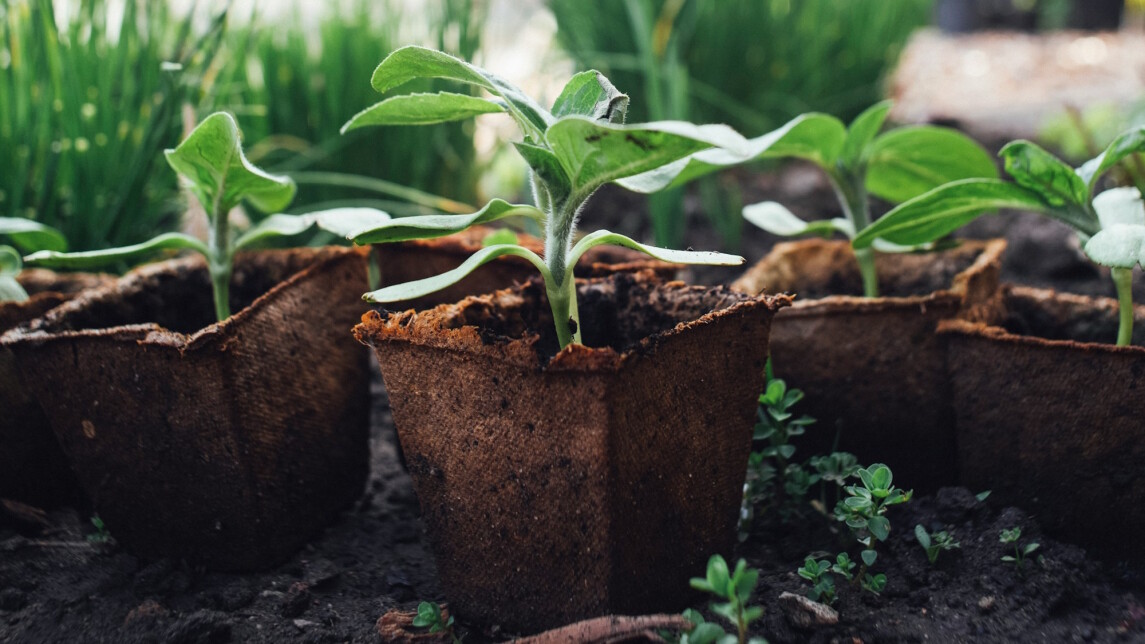 Kasvien taimia ulkona rasioissa.