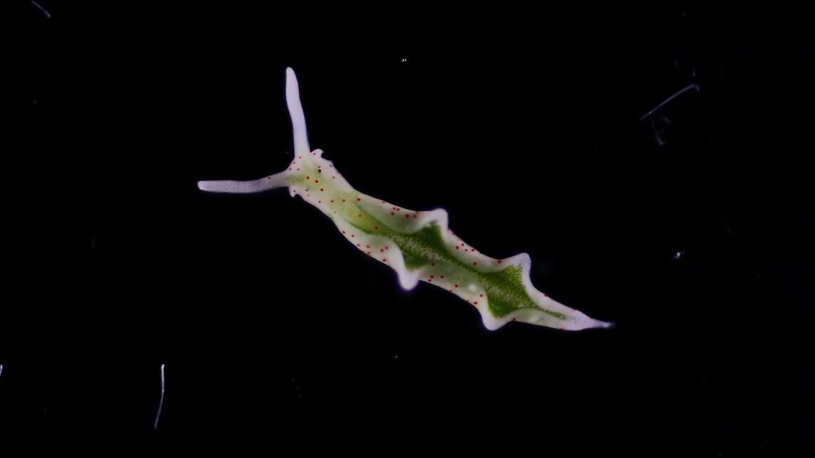 merietana mustalla taustalla