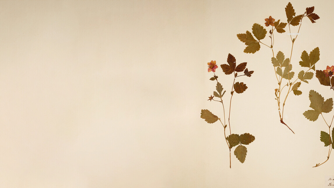 Mesimarja-kasvi paperille liimattuna.