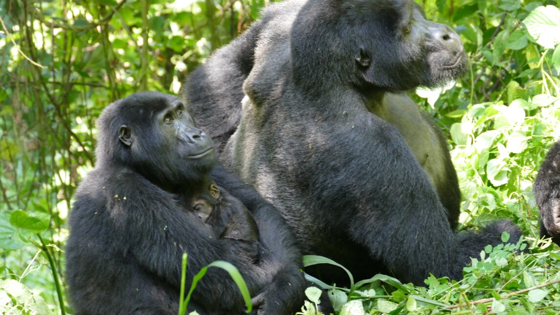 Naarasgorilla, jolla on poikanen sylissään, sekä vieressä selvästi isompi urosgorilla