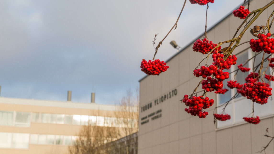 Turun yliopiston päärakennus syyspäivänä, edessä pihlajan oksa, jossa runsaasti marjoja..