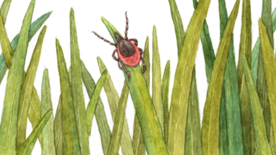 Piirroskuva heinikossa lymyilevästä punkista