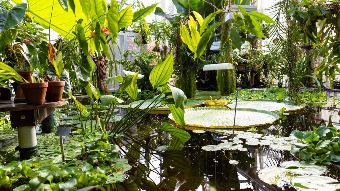 kasvitieteellisen puutarhan uuden maailman tropiikki