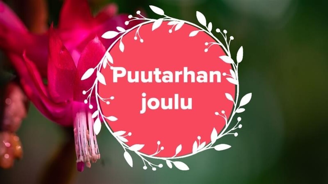 Joulu kasvitieteellisessä puutarhassa