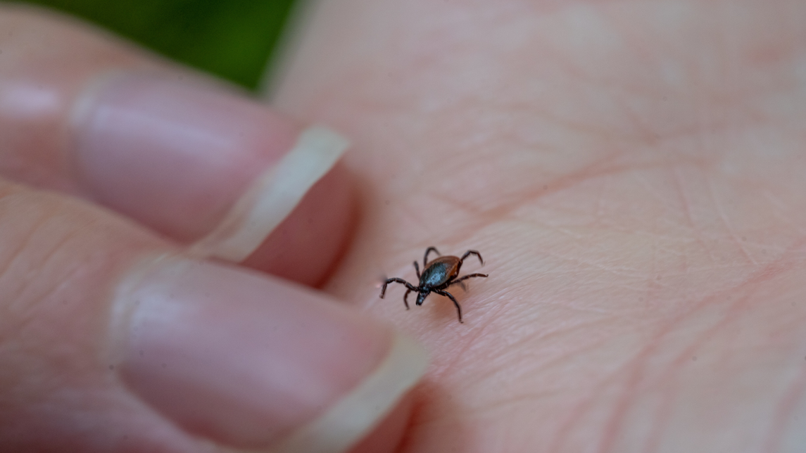 puutiainen kävelee ihmisen kämmenellä