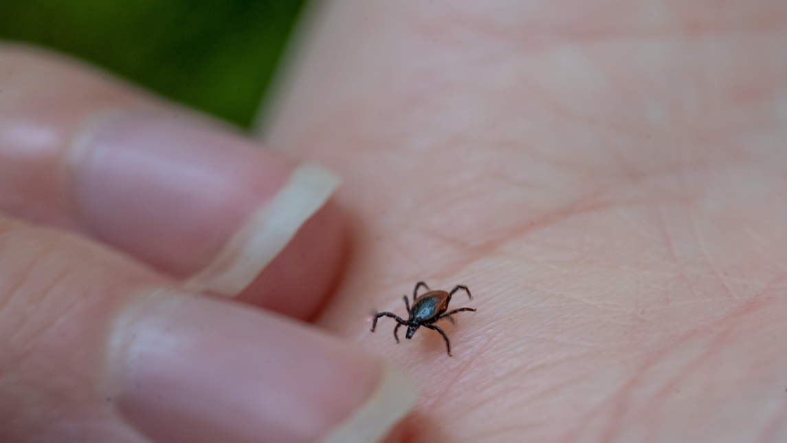 puutiainen kävelee ihmisen kämmenellä