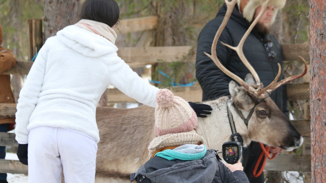 Kuvassa poro ja sen ympärillä poron ohjaaja ja vieras silittämässä poroa