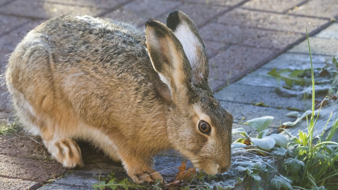 Kuvassa citykani popsii kasvia kivetyksellä