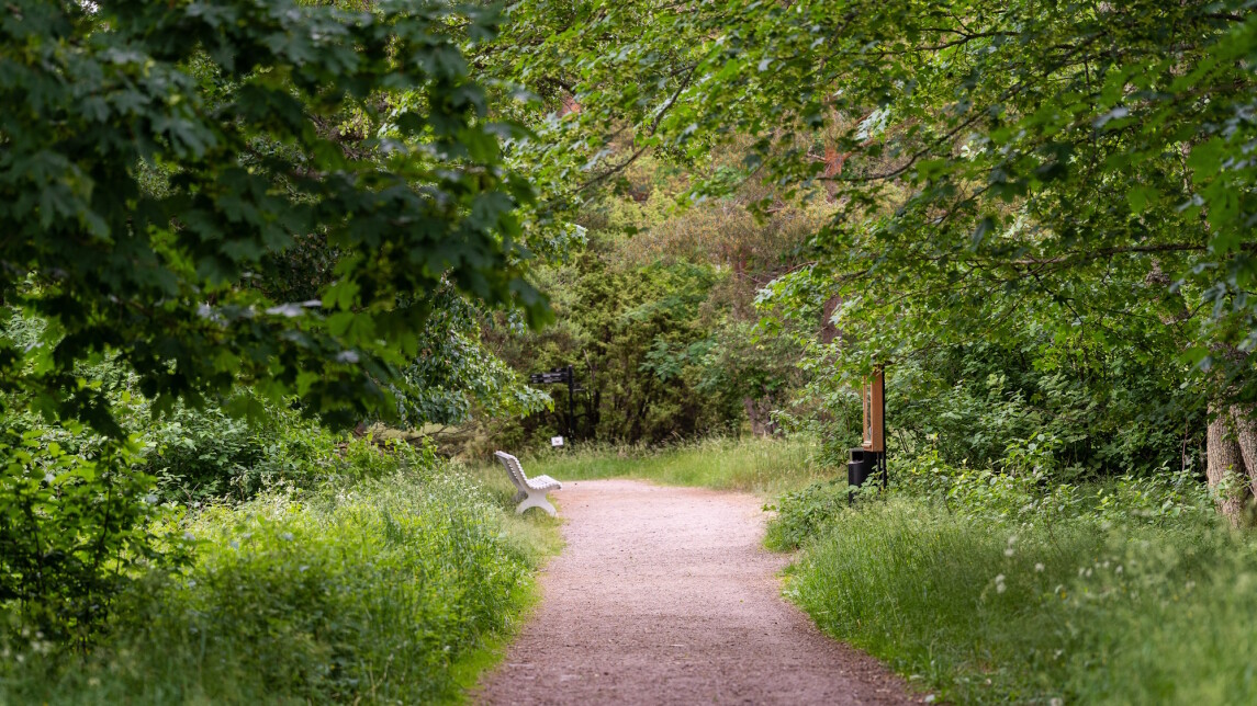 Luonnon keskellä kulkeva kävelytie.