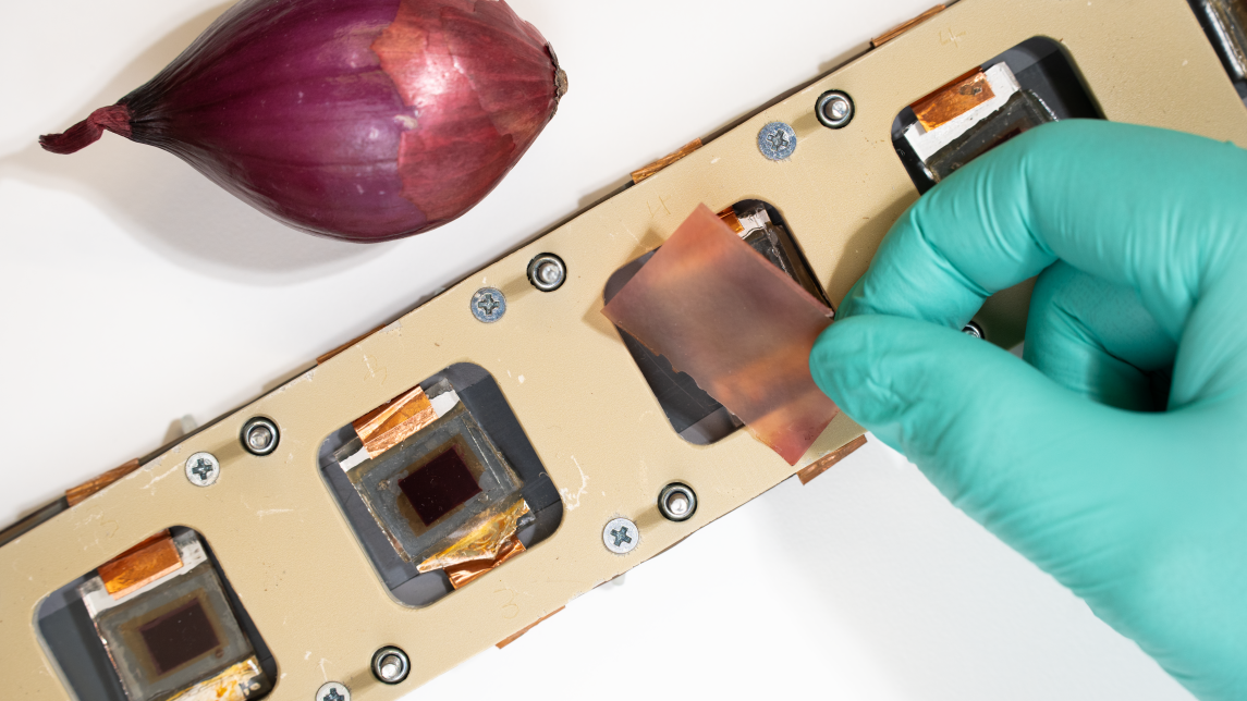 Kuvassa näkyy punasipuli, jonka vieressä tutkijan käsi asettaa punasipulilla värjättyä kalvonpalasta pienten aurinkokennokappaleiden päälle 