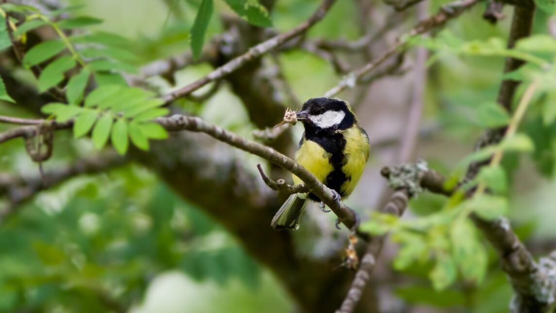 talitiainen istuu puussa