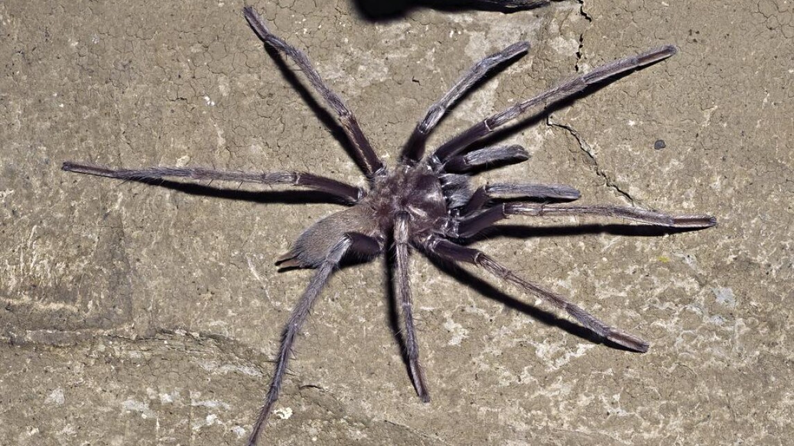 tarantula