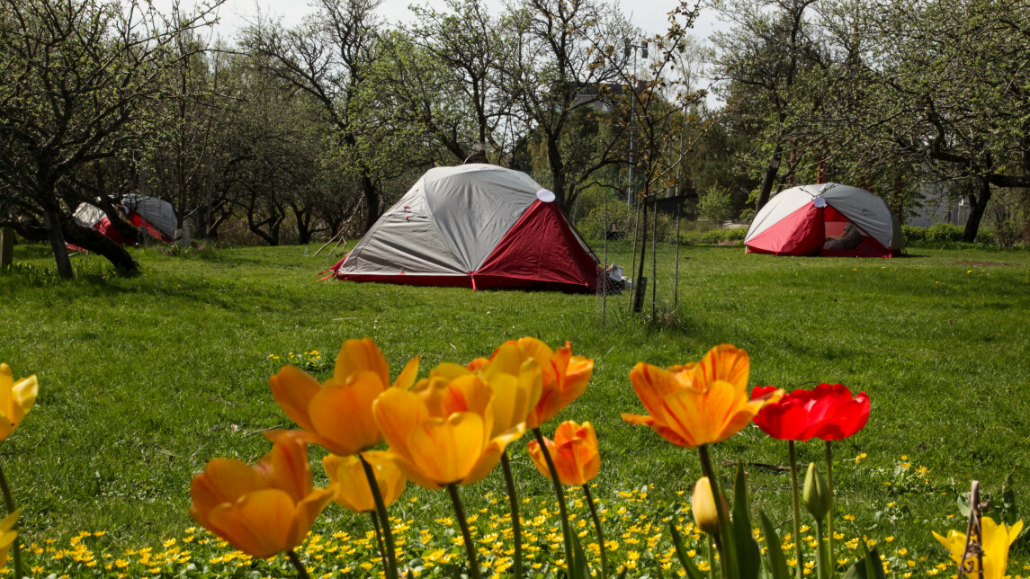 Telttoja Rauman kampuksen puutarhassa, etualalla tulppaaneja.