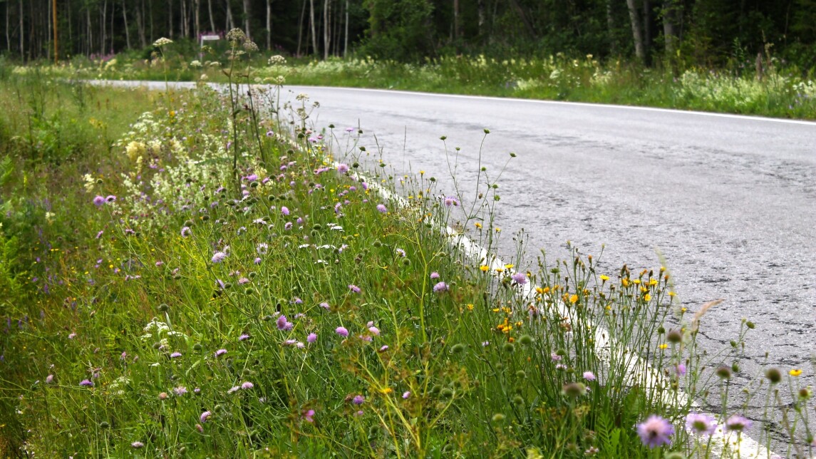 Kuvituskuvassa niittykasveja tienvarressa