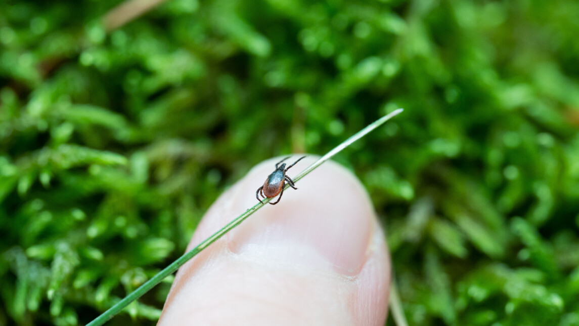 UUTISKUVA puutiainen 39