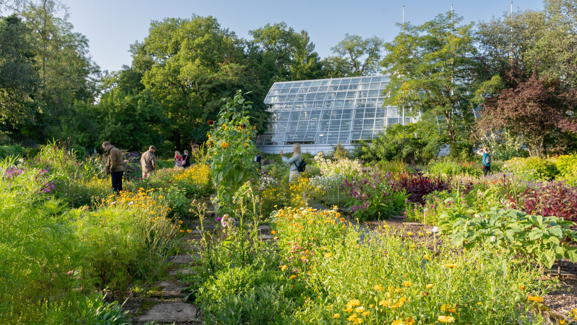 UUTISKUVA ulkopuutarha yksivuotiset 42