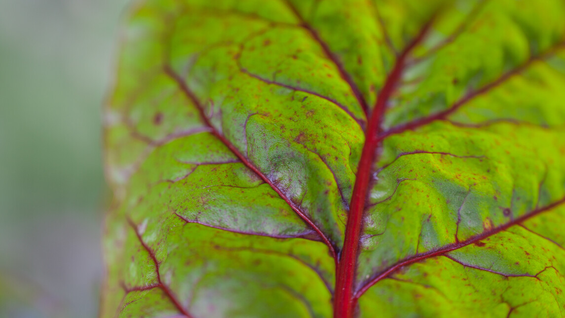 kasvit puutarhalla (9)