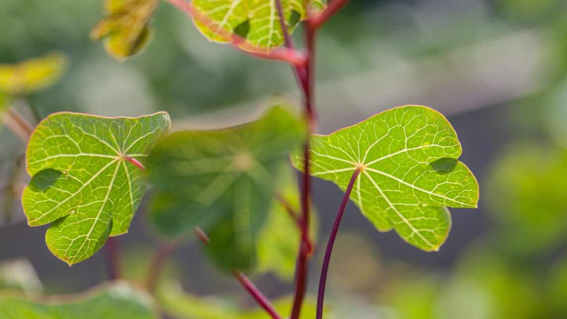 kasvit puutarhalla (5)