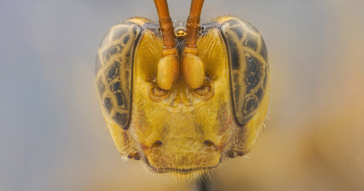 Mapuro Insecto New insect genus discovered in one of the most biodiverse rain forest ...