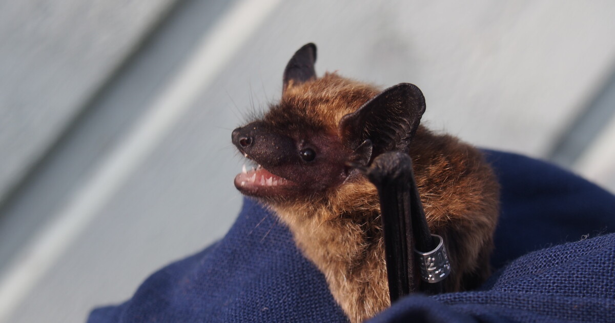 Researchers Find that Wind Turbines Repel Bats in Finnish Forests
