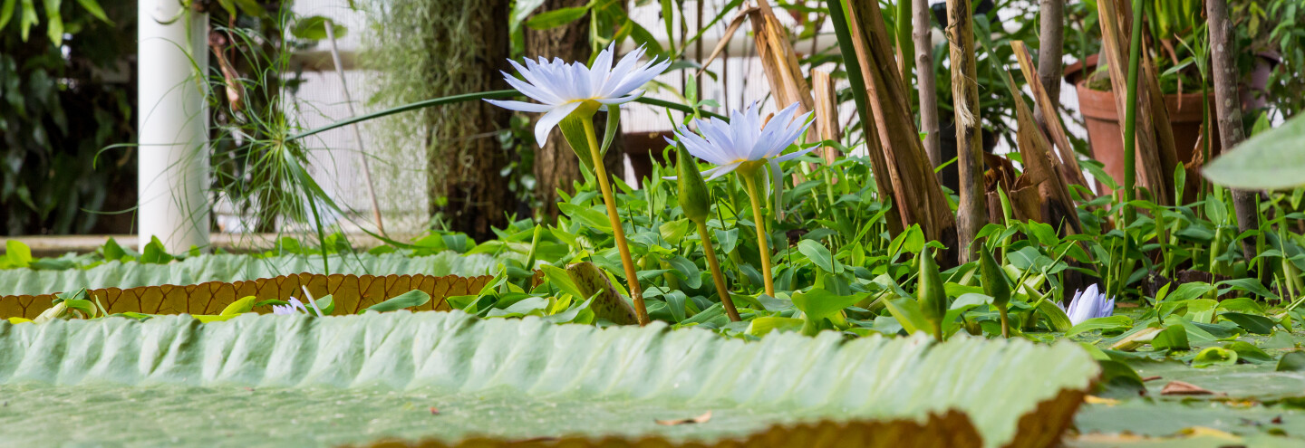 Kasvitieteellinen puutarha