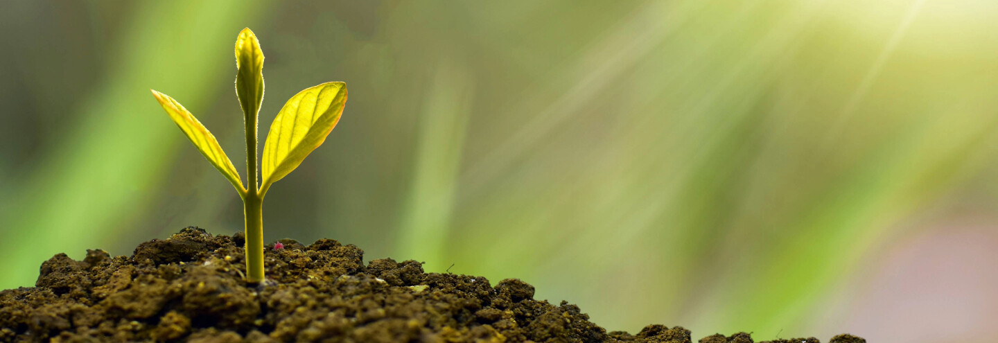 Kasvin verso kasvaa maasta.